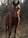 Portrait of a brown wild horse eating grass on a mountainside Royalty Free Stock Photo