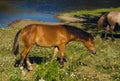 Brown horse eating grass near water Royalty Free Stock Photo