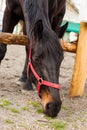 Brown horse eating grass outdoors in a fenced area Royalty Free Stock Photo