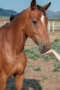 Brown horse is eating from hands of the young woman in corral farm Royalty Free Stock Photo