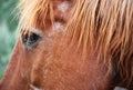 Brown horse eye in argentinian cordoba field