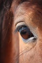 Brown horse eye close up Royalty Free Stock Photo