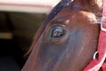 Brown horse eye close up Royalty Free Stock Photo