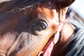 Brown horse eye close up Royalty Free Stock Photo