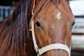 Brown Horse face closeup Royalty Free Stock Photo