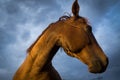 Brown Horse Face Profile Royalty Free Stock Photo