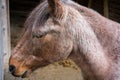 Brown horse face side view close up Royalty Free Stock Photo