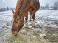 Brown horse in falling snow with close face Royalty Free Stock Photo