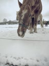 Brown horse in falling snow with close face Royalty Free Stock Photo