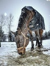 Brown horse in falling snow with close face Royalty Free Stock Photo