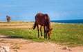 Brown Horse Farm Animal pastured on Green Valley