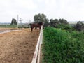 Brown horse at the farm