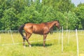 Brown horse at farm.Brown Horse standing on a green summer Field.Forest background Royalty Free Stock Photo
