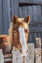 Brown Horse on a farm on a clear winter day Royalty Free Stock Photo