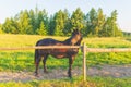 Brown horse at farm.Brown Horse standing on a green summer Field.Forest background Royalty Free Stock Photo