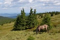 Brown horse feeding grass in the hills Royalty Free Stock Photo