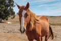 Brown horse in a field