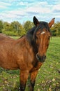 Brown horse in a field facing forwards