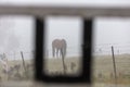 A brown horse in a field in the fog in Australia Royalty Free Stock Photo