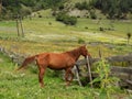 A brown horse in a field near a wooden fence. Mestia, Georgia Royalty Free Stock Photo