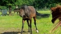 A brown horse on a field shaking its head