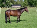 Brown horse in field