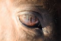 The eye of the horse Royalty Free Stock Photo