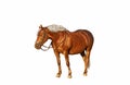 Brown horse with flaxen mane on white background