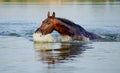 Brown horse floats in the pond Royalty Free Stock Photo
