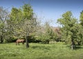 Brown horse and flowering fruit tree in dutch spring orchard near farm Royalty Free Stock Photo