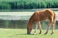 Brown horse foal Royalty Free Stock Photo