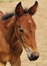 Brown horse foal