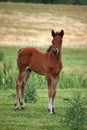 Brown horse foal Royalty Free Stock Photo