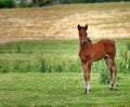 brown horse foal on field Royalty Free Stock Photo