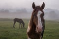 brown horse and foal in the fog on a summer morning in the meadow Royalty Free Stock Photo