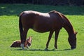 Brown horse and foal grazing in the meadow Royalty Free Stock Photo