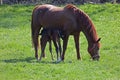 Brown horse and foal grazing in the meadow Royalty Free Stock Photo