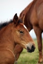 Brown horse foal head Royalty Free Stock Photo