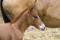 Brown Horse foal and mother on pasture Royalty Free Stock Photo