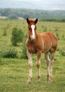 Brown horse foal Royalty Free Stock Photo