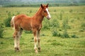 Brown horse foal Royalty Free Stock Photo