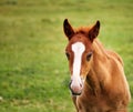 brown horse foal portrait Royalty Free Stock Photo