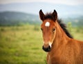 cute brown horse foal portrait Royalty Free Stock Photo