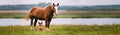 Brown Horse And Foal Young Horse Grazing On Green Meadow Near River In Summer Season. Panorama, Panoramic View Shot Royalty Free Stock Photo