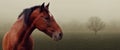 Brown horse in fog