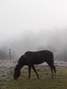 Brown horse in the fog eating grass. Frost and fog Royalty Free Stock Photo