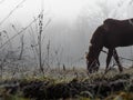 Brown horse in the fog eating grass. Frost and fog Royalty Free Stock Photo