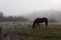 Brown horse in the fog eating grass. Frost and fog