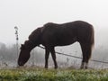 Brown horse in the fog eating grass. Frost and fog