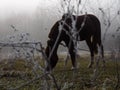 Brown horse in the fog eating grass. Frost and fog Royalty Free Stock Photo